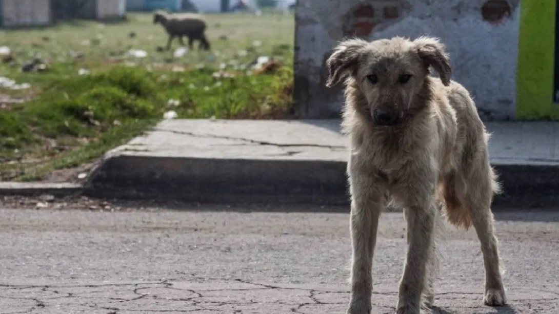 seis-anos-prison-por-abandono-de-mascotas-1090x613